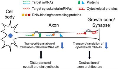 <mark class="highlighted">Axonal Transport</mark> and Local Translation of mRNA in Neurodegenerative Diseases